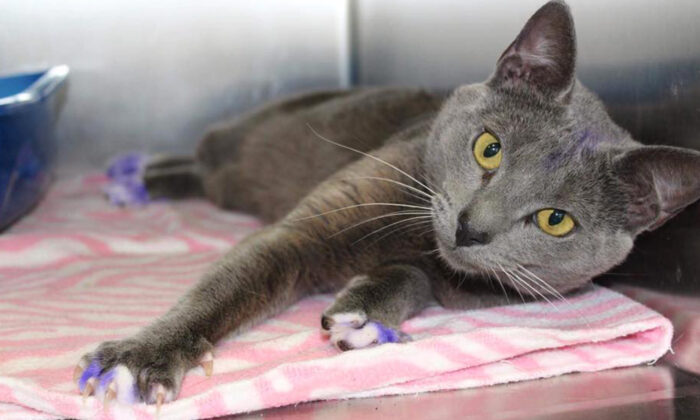 Un chat trouvé avec une marque violette sur ses pattes pourrait avoir été utilisé comme appât pour un réseau de combats de chiens illégaux
