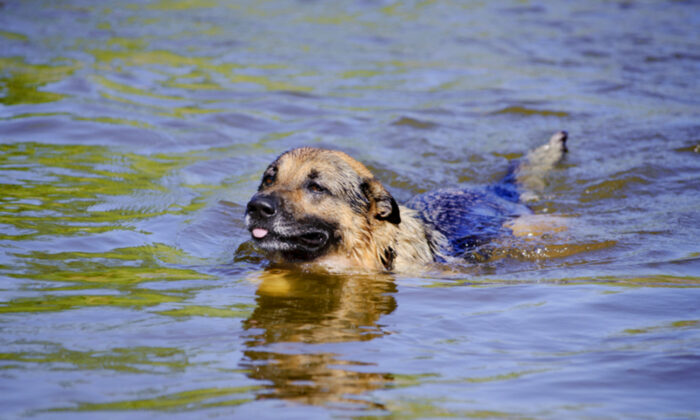 Un berger allemand a nagé dans l&rsquo;eau pendant 11 heures avant que les sauveteurs ne le retrouvent, lui et son propriétaire, échoués en mer