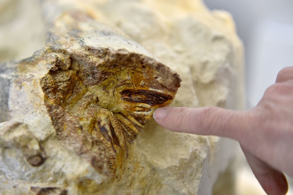 Birmanie: le plus petit dinosaure connu à ce jour trouvé dans un médaillon d’ambre