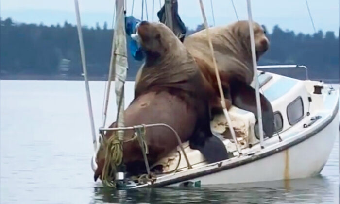 Vidéo cocasse: deux lions de mer s’improvisent skippers en investissant un bateau au large des côtes de Washington