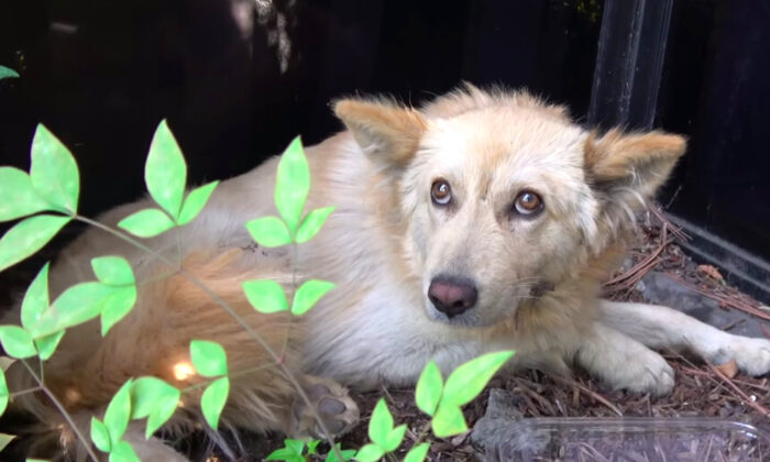 Un golden retriever a été si violemment frappé qu&rsquo;il se réfugie et se blottit derrière des buissons, jusqu’à ce que des sauveteurs arrivent