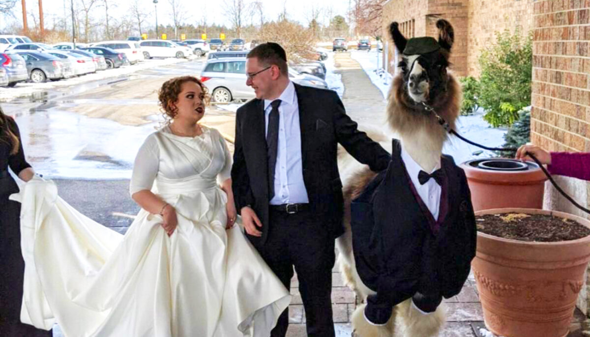 Un homme amène un lama en smoking au mariage de sa sœur, en respectant sa promesse faite cinq ans plus tôt