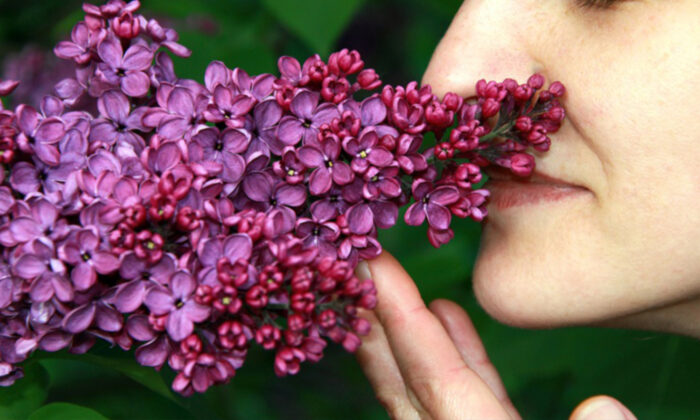 Les experts avertissent : un perte soudaine de l&rsquo;odorat ou du goût pourrait indiquer un «porteur silencieux» du virus du PCC