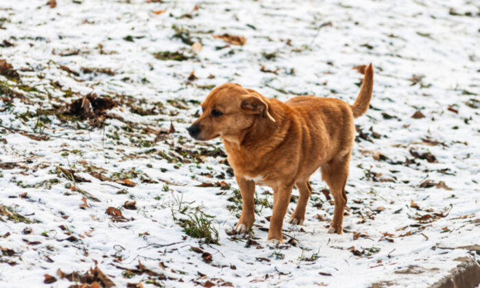 Un chien errant fidèle garde un berger allemand en gestation et blessé sur une autoroute très fréquentée et ne veut pas l&rsquo;abandonner