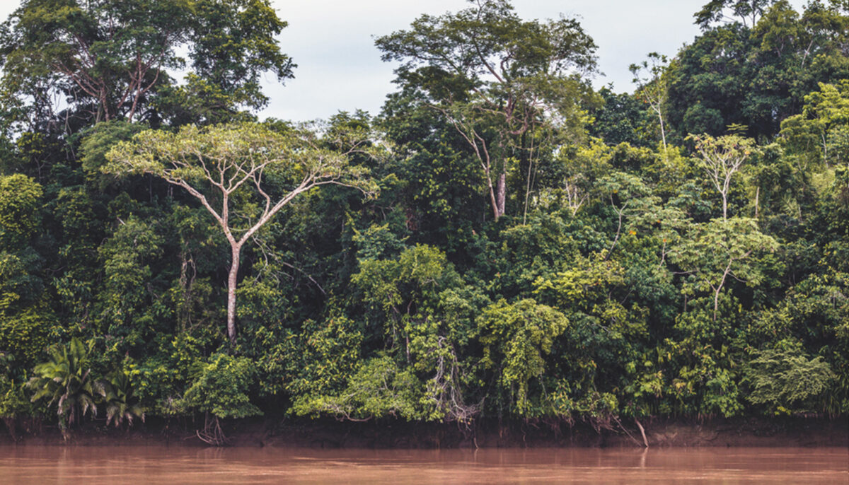 Un singe amazonien « perdu » à fourrure dorée repéré par des scientifiques pour la première fois en 80 ans : « C&rsquo;était fantastique ».