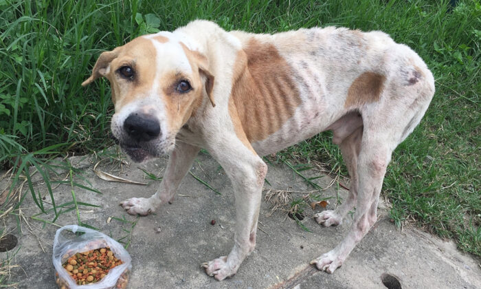 37 chiens et chiots pitbulls affamés et effrayés, sauvés d&rsquo;un présumé réseau de combats de chiens