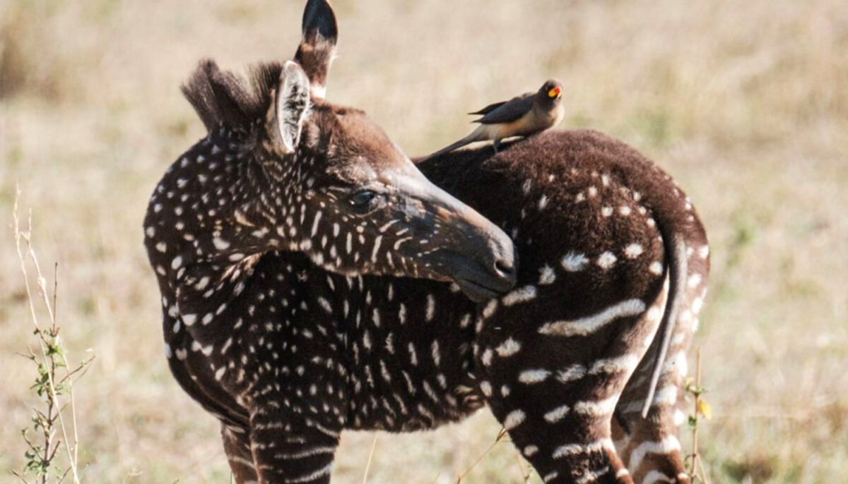 Un rare zèbre à pois du Kenya est merveilleusement bien immortalisé par ce photographe