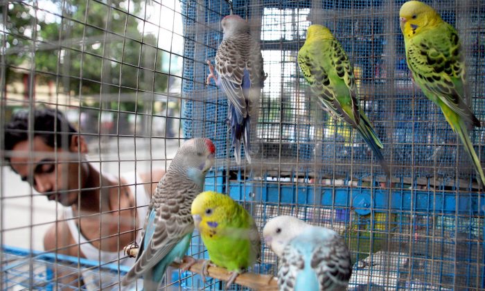 Des agents de protection de l&rsquo;environnement sauvent 550 oiseaux entassés dans de minuscules cages d&rsquo;un marché illégal d&rsquo;animaux de compagnie en Inde