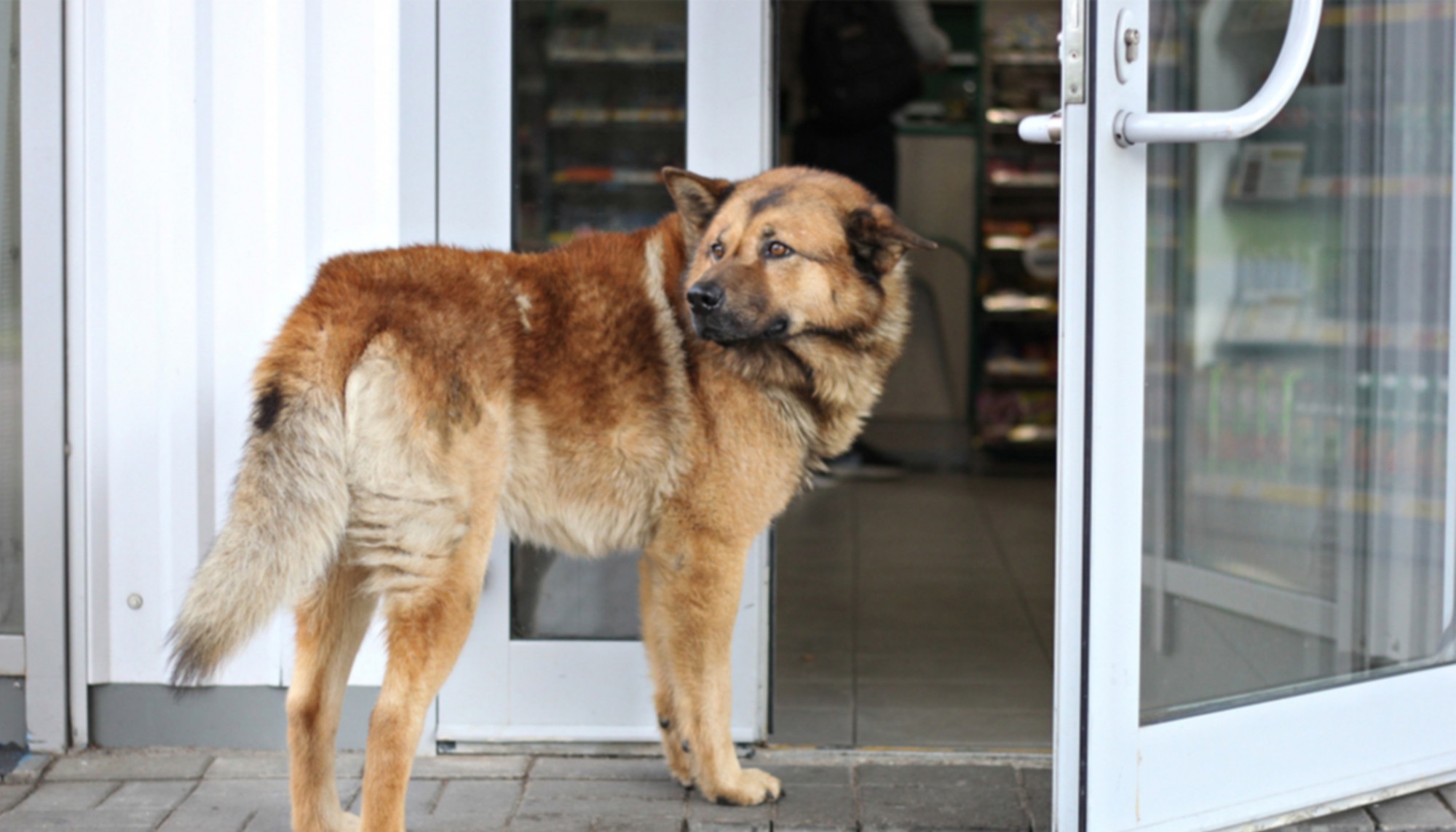 Une chienne errante attend chaque soir devant une sandwicherie pour un repas gratuit