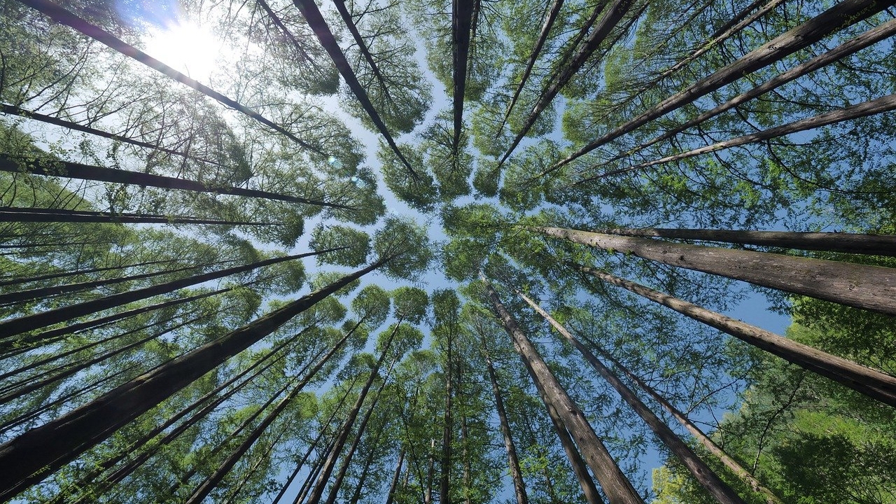 Hérault: une forêt sous-marine vieille de 8 000 ans découverte à 1 km de Palavas-les-Flots