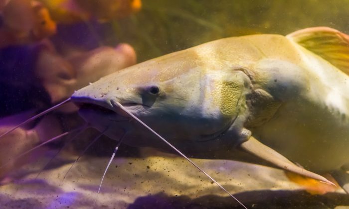 Un pêcheur capture un poisson-chat albinos géant de 2,40m de long et un poids record de 88,9kg