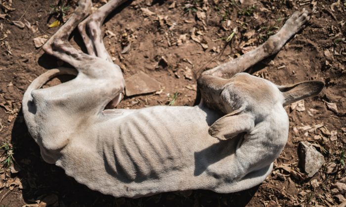 Une femme «jette» son chien à la poubelle, puis déménage dans un autre État pour être avec son petit ami