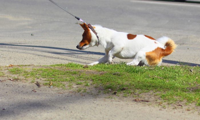 Un chien effrayé est traîné dans un refuge par sa famille. Le lendemain, sa vie change