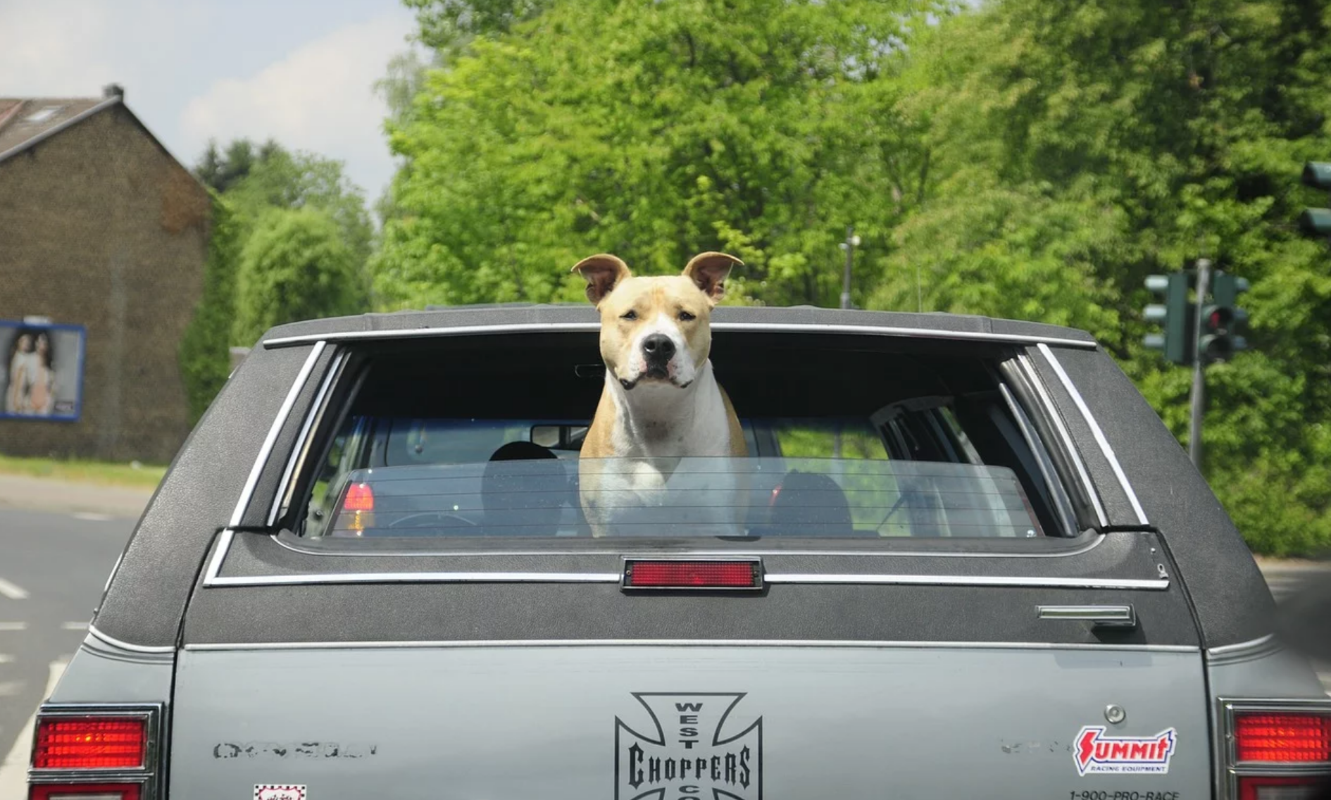 [États-Unis] Sous l&rsquo;effet de la drogue, il apprenait à conduire à son pitbull