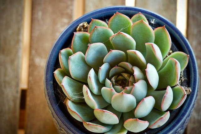 Elle arrose sa plante pendant 2 ans et découvre qu&rsquo;elle est en plastique