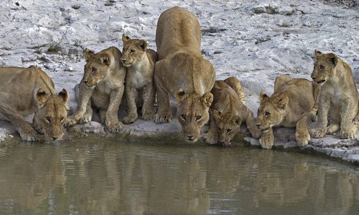 Élevés pour leurs os, 108 lions sont détenus en captivité dans des conditions épouvantables