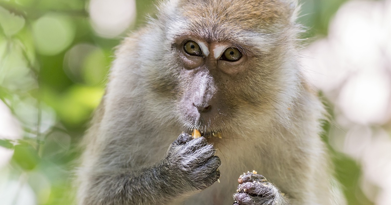 Thaïlande: une bagarre générale éclate entre des centaines de singes dans les rues