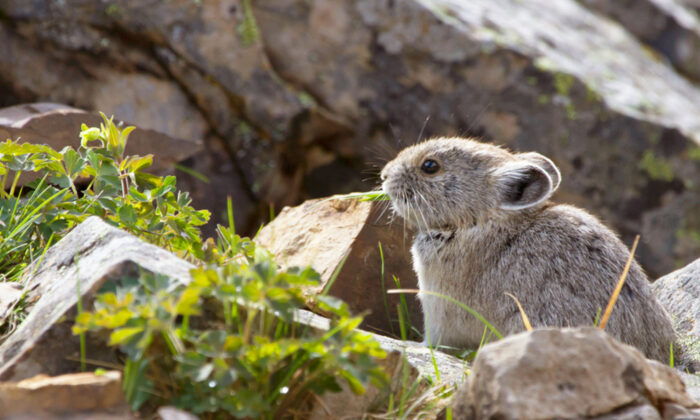 Des « lapins magiques » extrêmement rares photographiés dans les montagnes chinoises pour la première fois en 20 ans