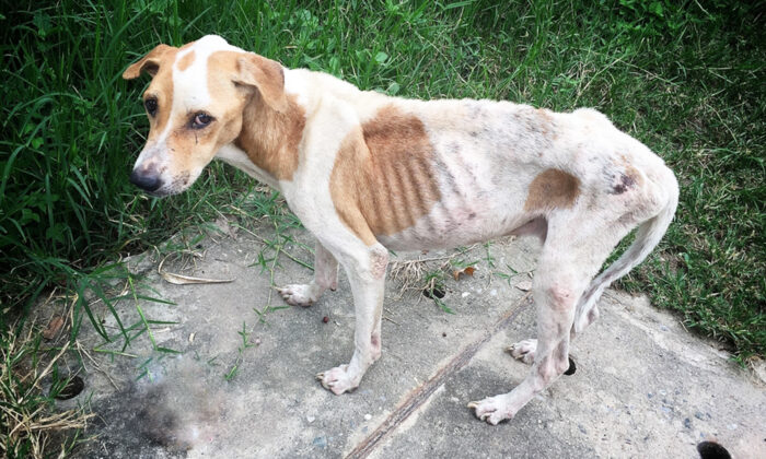 Une femme interdite de posséder un animal de compagnie après avoir gravement négligé son bouledogue