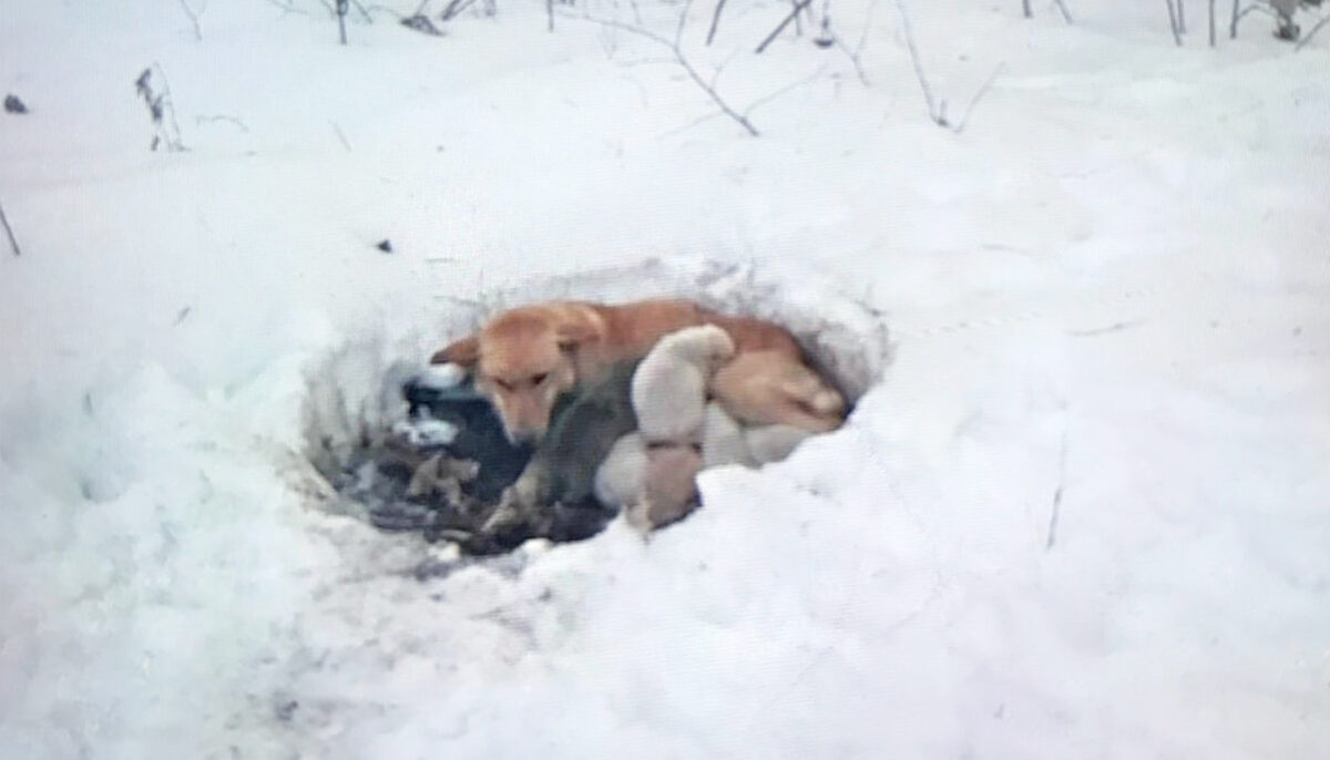 Rescapée en plein hiver avec ses chiots, cette femelle s&rsquo;épanouit maintenant dans un foyer permanent