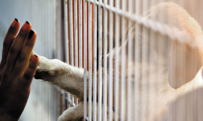 Une dame qui a perdu son chien entre dans un refuge et adopte le chien âgé que tout le monde a ignoré
