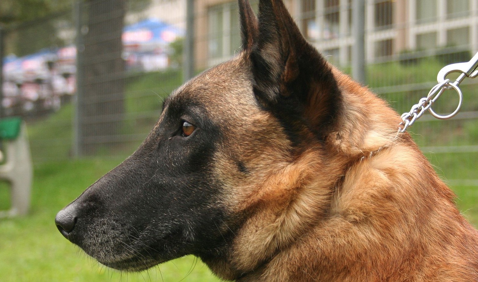Finistère : Chinook, le chien de recherche et de sauvetage du SDIS 29, est décédé