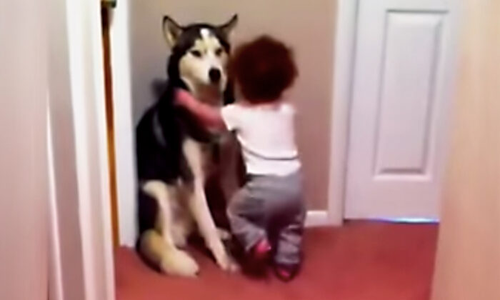 Une petite fille effrayée court vers son husky pour se protéger de l&rsquo;aspirateur : la vidéo est tout simplement adorable