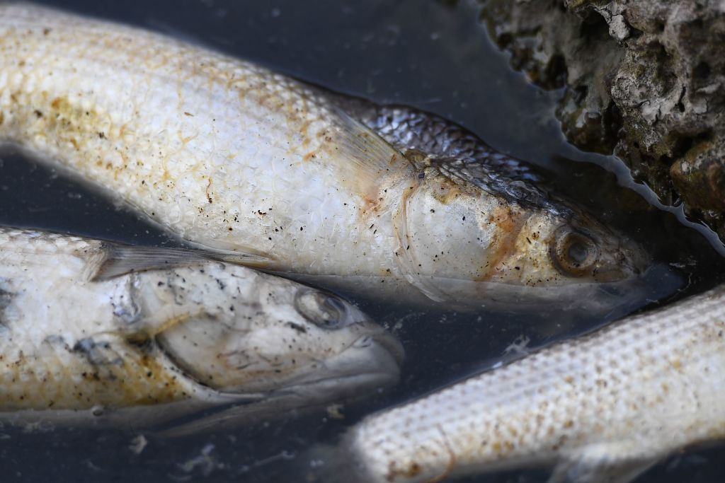Bretagne : la pollution des rivières s&rsquo;accentue pendant le confinement