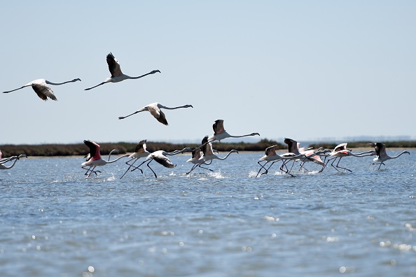 En Albanie, les hommes sont partis et les flamants dansent