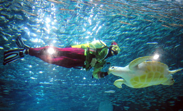 Nager avec les tortues, la grande débrouille en Inde pour préparer les JO