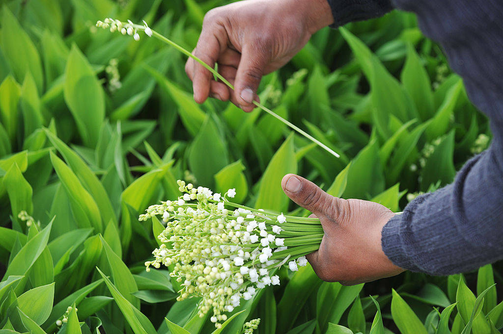 Loire-Atlantique : le département offre 32.000 brins de muguet aux résidents et soignants des Ehpad