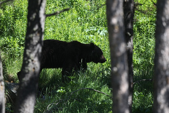 Pyrénées : des associations s&rsquo;opposent à l&rsquo;effarouchement des ours