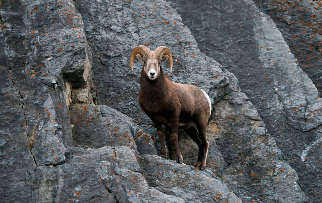 Puy-de-Dôme : une famille de mouflons profite d&rsquo;une route sans voitures pour se promener