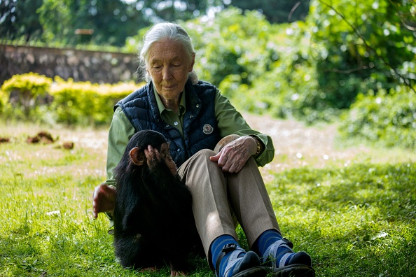 Coronavirus: les humains doivent cesser de « mépriser » la nature avertit Jane Goodall