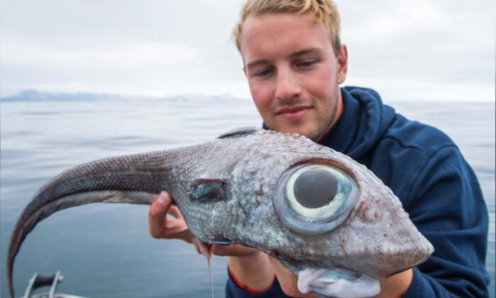 Un pêcheur remonte une sorte de «requin fantôme» à 800 mètres de profondeur, au large de la Norvège