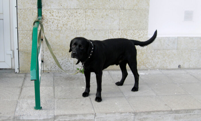 Un policier sauve un chiot qui tremblait et pleurnichait, attaché à une clôture, et lui offre un foyer permanent