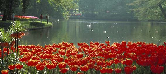 Keukenhof, le printemps de l’Europe