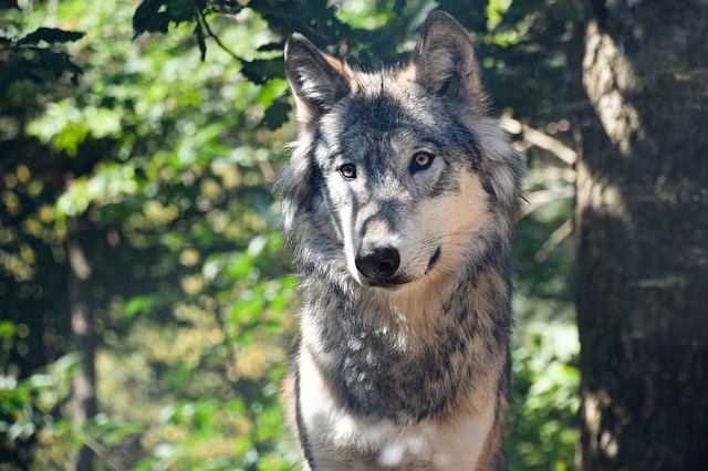 Absent depuis un siècle en Seine-Maritime, un loup a été «très probablement» identifié dans le pays de Bray