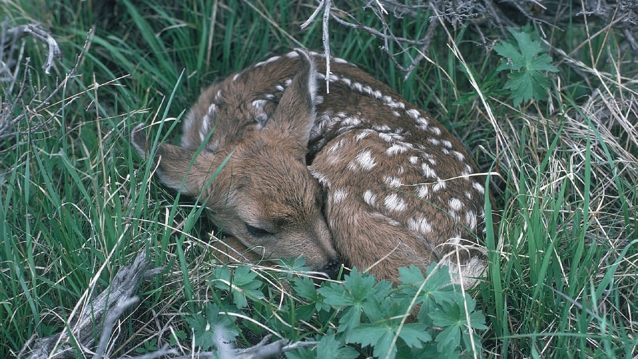 Bretagne : un faon orphelin sauvé par une famille confinée