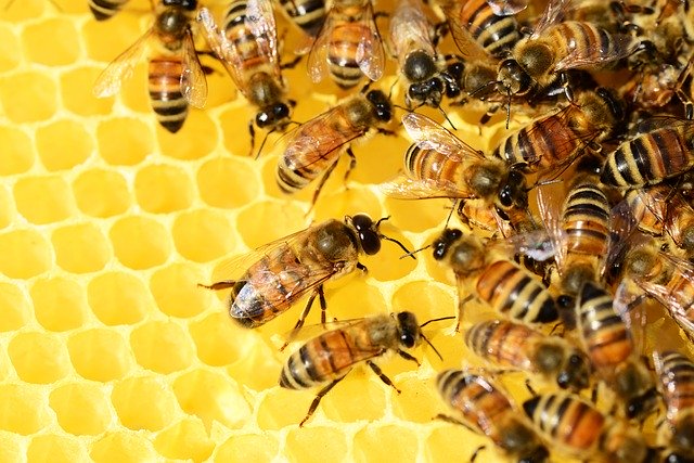 Confinement : un apiculteur alsacien témoigne que ses abeilles «n&rsquo;ont jamais produit autant de miel»