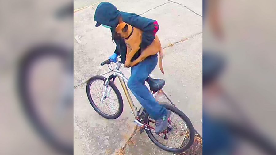 Un chiot est volé du domicile d&rsquo;une infirmière alors qu&rsquo;elle travaillait aux urgences