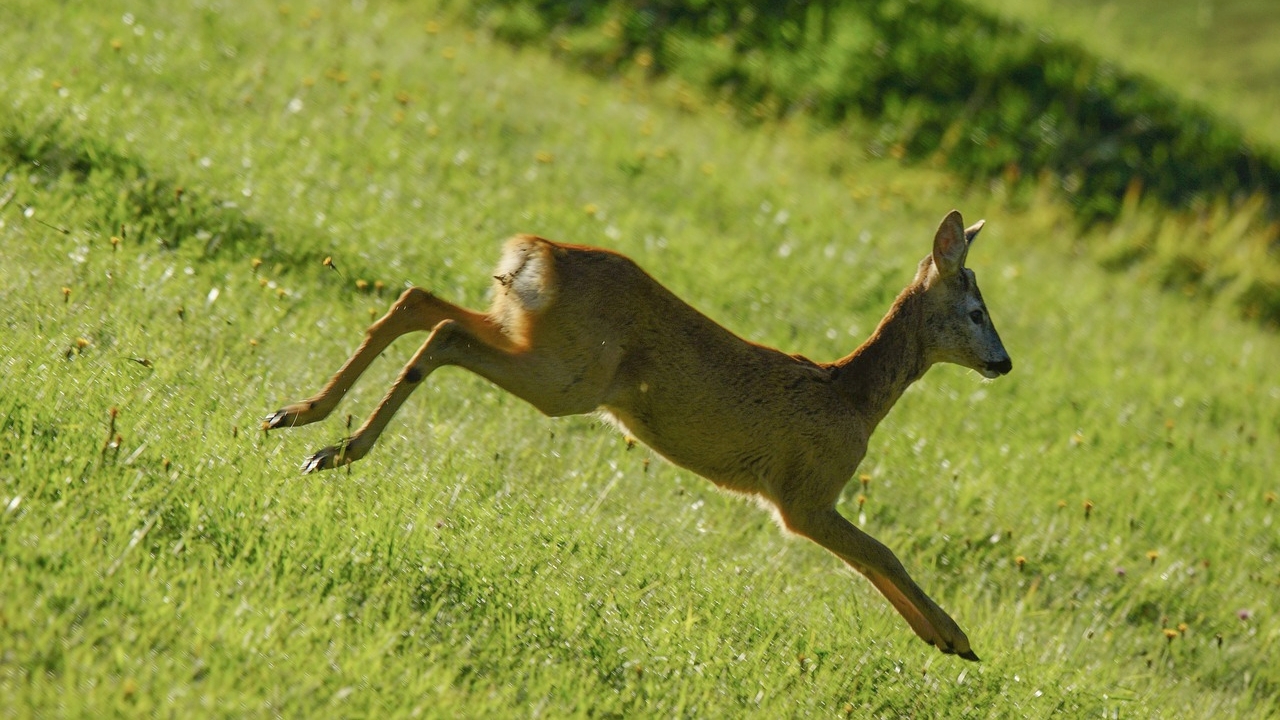 Val-d’Oise : trois heures pour sauver un chevreuil coincé dans un portail
