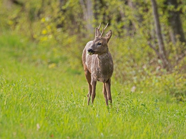 Côtes-d&rsquo;Armor : une famille reçoit la visite d&rsquo;un chevreuil tous les jours pendant le confinement