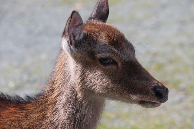 Poitiers: un jeune chevreuil meurt après s&rsquo;être réfugié dans le jardin d&rsquo;un dentiste