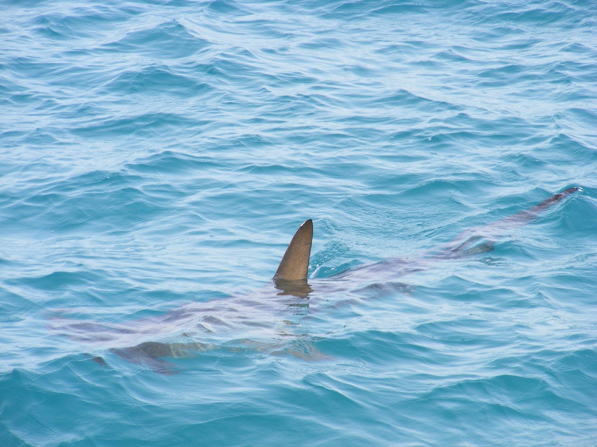 Confinement à Sète : un requin aperçu en train de nager dans les eaux du port de plaisance