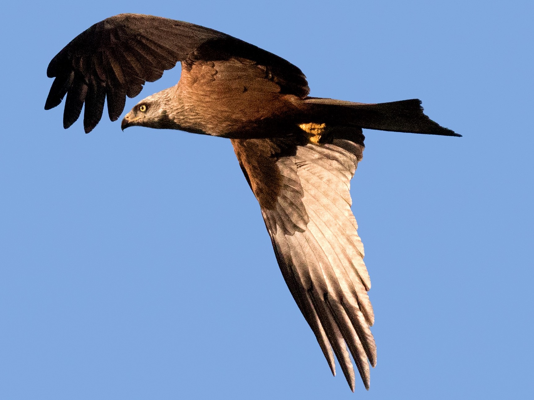 Charente: un aigle impérial aperçu dans le ciel, un phénomène exceptionnel en France