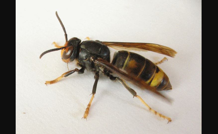 Les experts s’empressent d&rsquo;exterminer les «frelons meurtriers» asiatiques découverts aux États-Unis pour la première fois, afin de sauver les abeilles domestiques