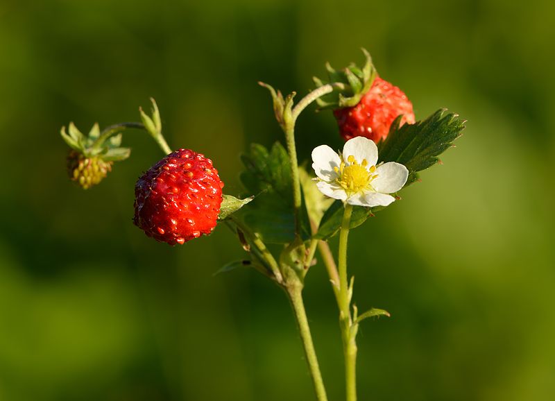 [Vidéo] «Des fraises des bois ont poussé»: la nouvelle réalité des parcs parisiens grâce au confinement
