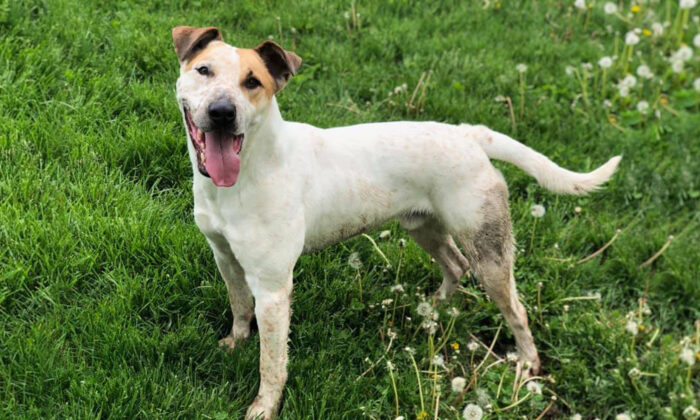 Un chien abandonné est finalement adopté après avoir passé 5 ans dans un refuge