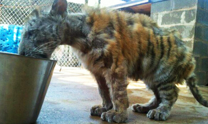 Un tigre du Bengale s&rsquo;épanouit maintenant avec un nouveau compagnon après avoir été sauvé d&rsquo;un cirque